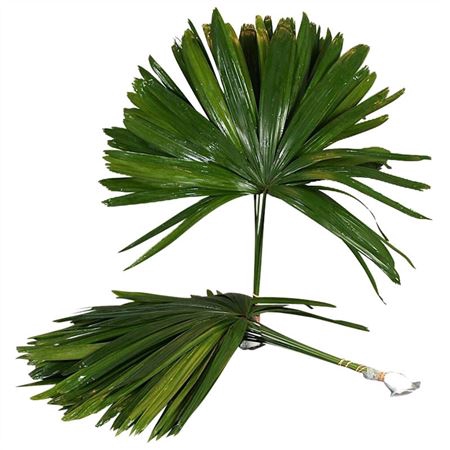<h4>Rhapis</h4>