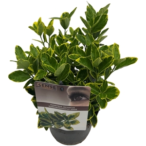 Euonymus jap. 'Aureomarginatus' sense