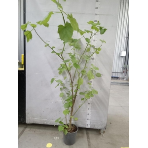 Sparrmannia africana