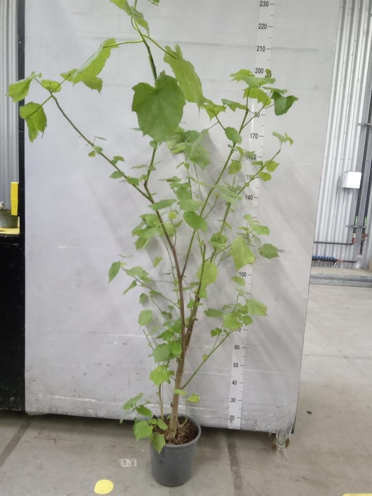 <h4>Sparrmannia africana</h4>