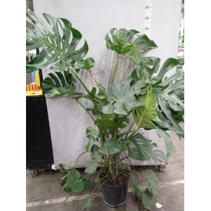 Monstera delic.