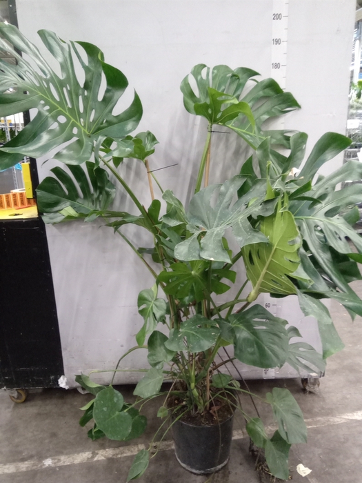 <h4>Monstera delic.</h4>