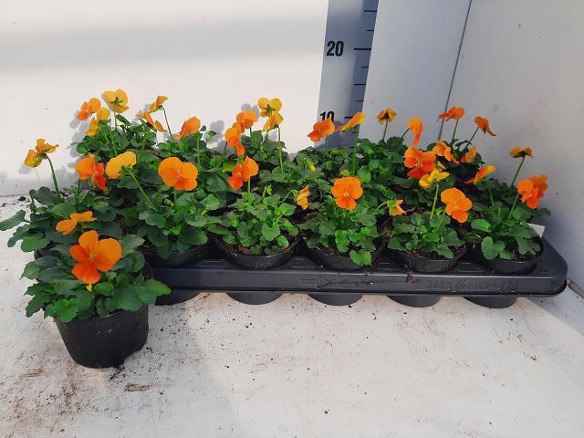 <h4>VIO CO TW ORANGE</h4>