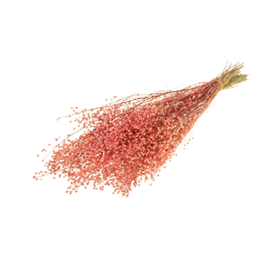 Lepidium Atraxa Pink