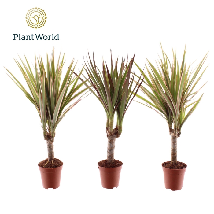 <h4>Dracaena marginata</h4>