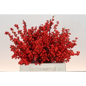 Ilex Rood