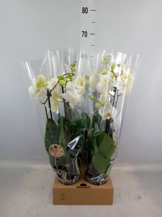 <h4>Phalaenopsis   ...white</h4>