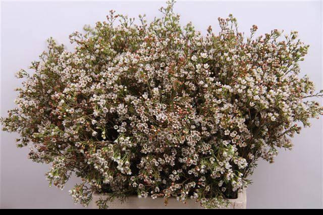 <h4>CHAME BLONDIE</h4>