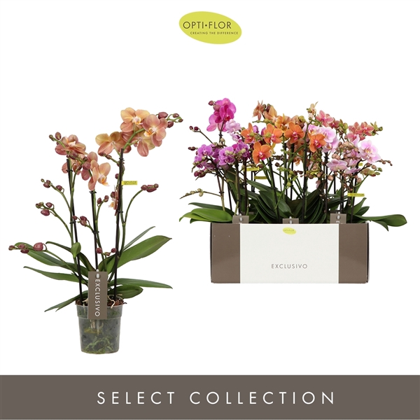 <h4>Phalaenopsis Multifloratypes gemengd 6 kleuren</h4>