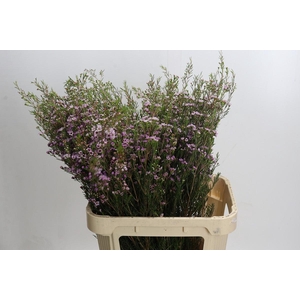 Chamelaucium Early Nir