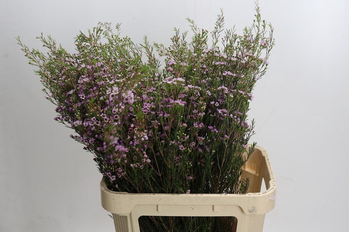 <h4>Chamelaucium Early Nir</h4>