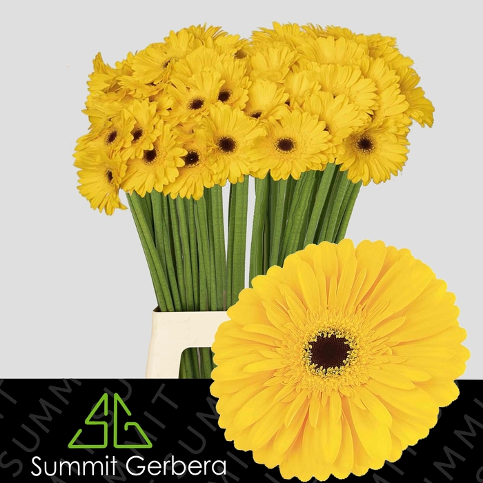 <h4>Gerbera Olympic Gold Water x40 Lang</h4>