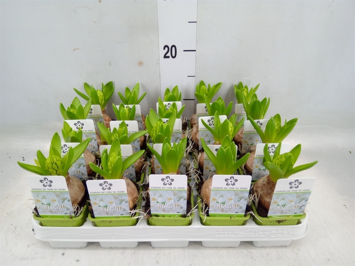 <h4>Hyacinthus orie. 'Pearl White'</h4>