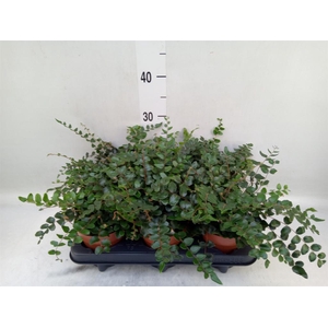 Pellaea rotundifolia