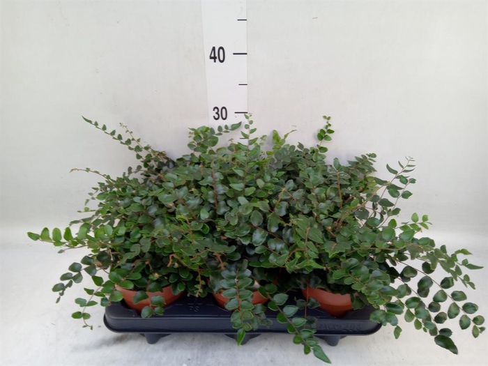 <h4>Pellaea rotundifolia</h4>