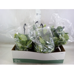 Scindapsus pictus 'Silvery Ann'