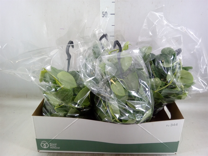 <h4>Scindapsus pictus 'Silvery Ann'</h4>