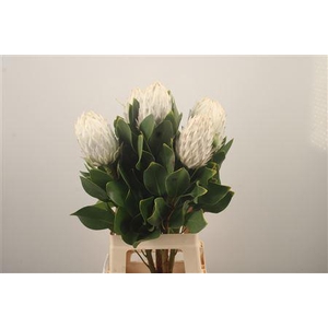 Protea Cy Arctic Ice
