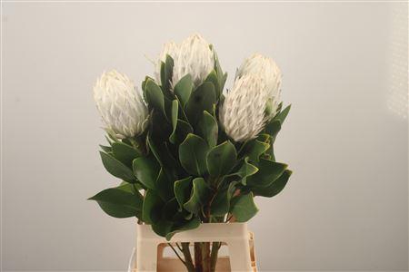 <h4>Protea Cy Arctic Ice</h4>