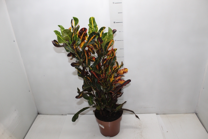 <h4>CROTON MAMMY P17</h4>
