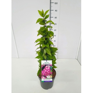 Deutzia