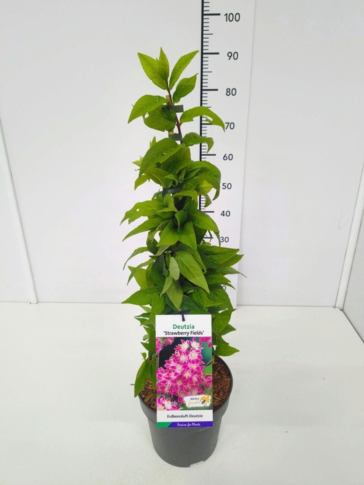 <h4>Deutzia</h4>