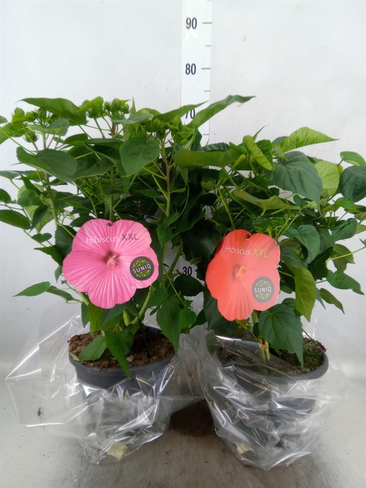 <h4>Hibiscus mosch. 'Extreme'   ...mix</h4>