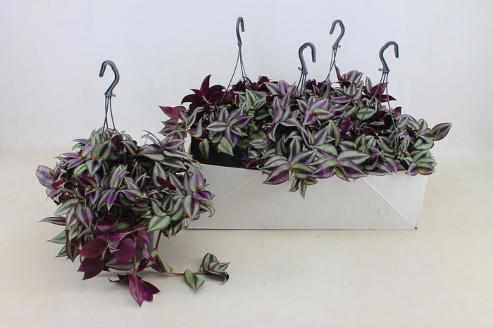 <h4>TRAD ZE PURPUSII</h4>