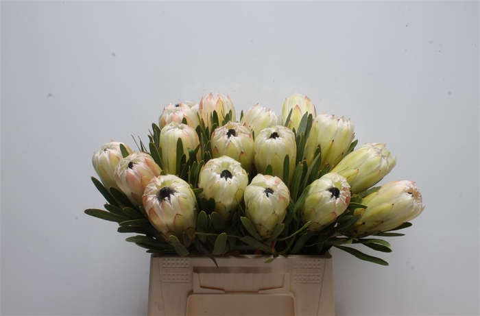 Protea White Night