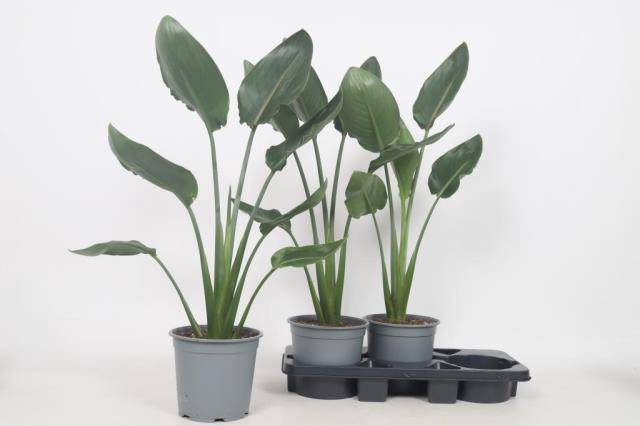 <h4>STRELITZIA REGIN BL</h4>