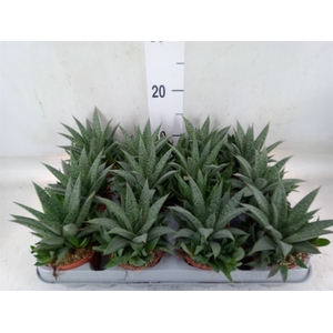 Gasteria