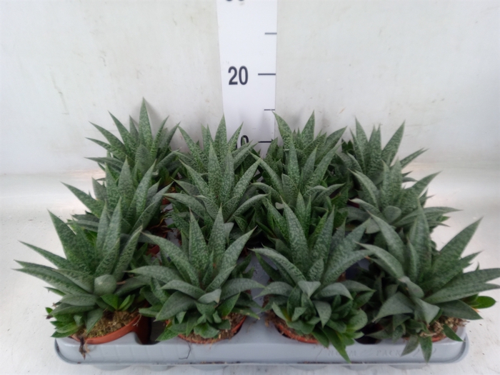 <h4>Gasteria</h4>