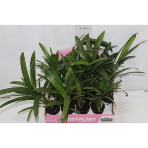 PALMEIRA RAPHIS P06