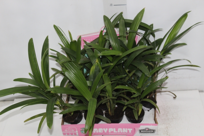 <h4>PALMEIRA RAPHIS P06</h4>