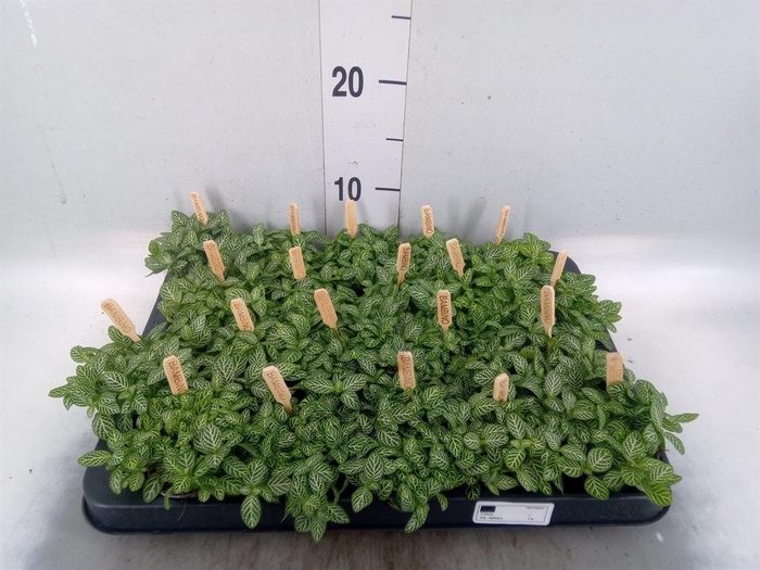 <h4>Fittonia verschaf.</h4>