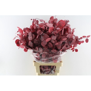 Euca Populus Stab. Red