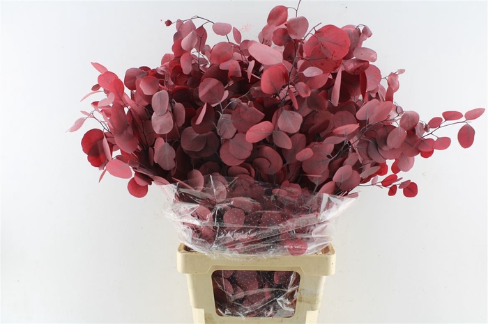 Euca Populus Stab. Red