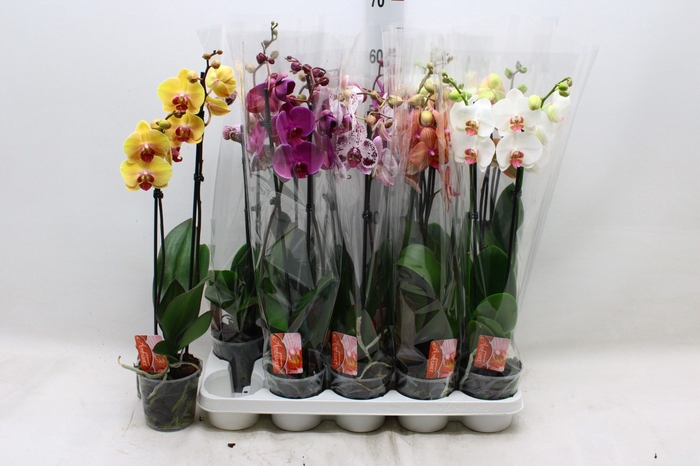 <h4>PHAL GEM 7 KL</h4>