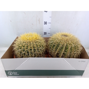 Echinocactus grusonii