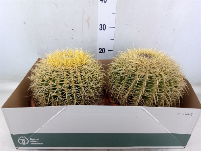 <h4>Echinocactus grusonii</h4>