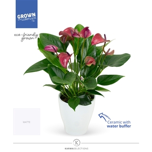 Anthurium - KARMA Purple | Carolina White | Waterreservoir