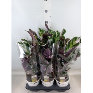 Calathea  'Fusion White'