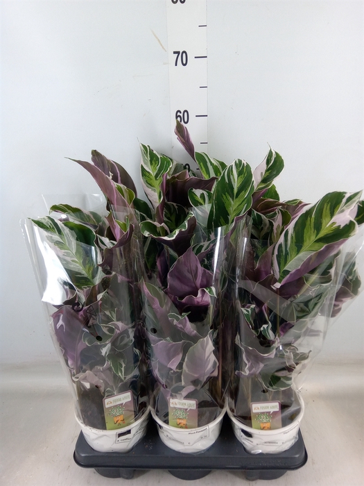 <h4>Calathea  'Fusion White'</h4>