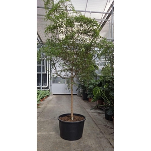 Overig planten