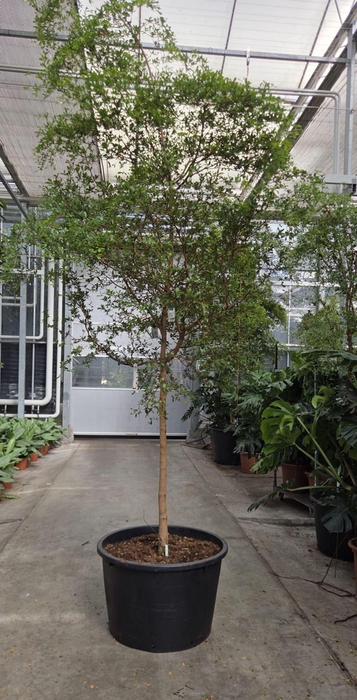 <h4>Overig planten</h4>
