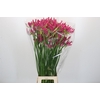 Nerine Lilac