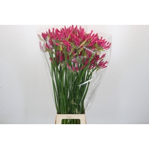Nerine Lilac