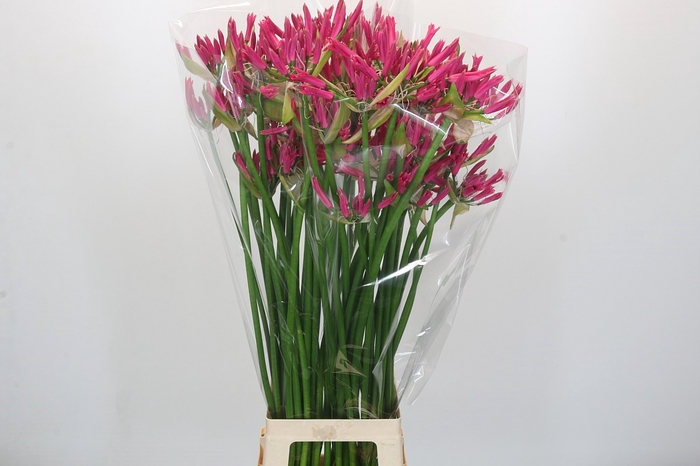 <h4>Nerine Lilac</h4>