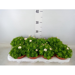 Saxifraga arend. 'Alpino Early Pic'