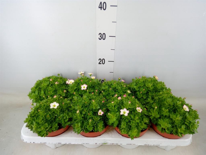 <h4>Saxifraga arend. 'Alpino Early Pic'</h4>